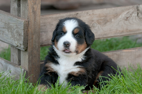 Inzet berner #17